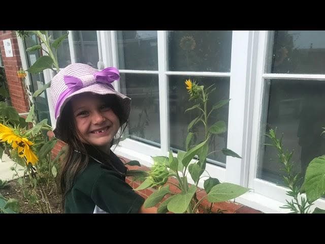 Thumbnail image for Year 2 Sunflower Dismoment