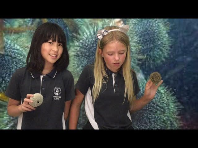 Thumbnail image for Moana Observations Part 3